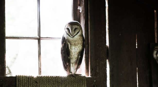 grey and black barn owl near glass window during daytime